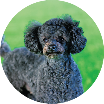 ドッグランで遊ぶ犬