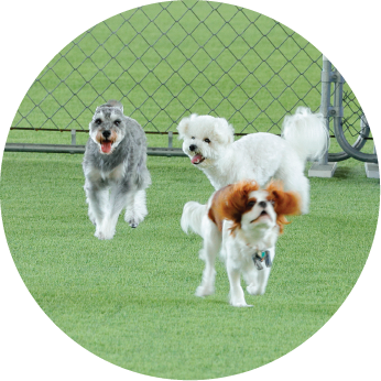 ドッグランで遊ぶ犬