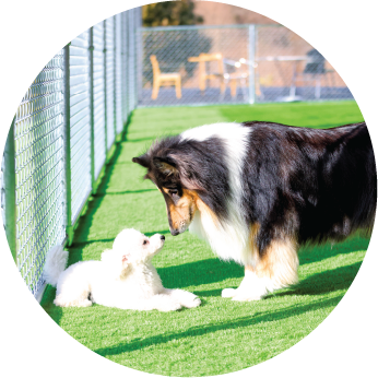 ドッグランで遊ぶ犬