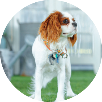 ドッグランで遊ぶ犬