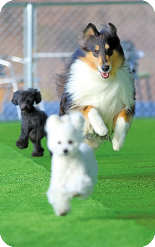 ドッグランの画像