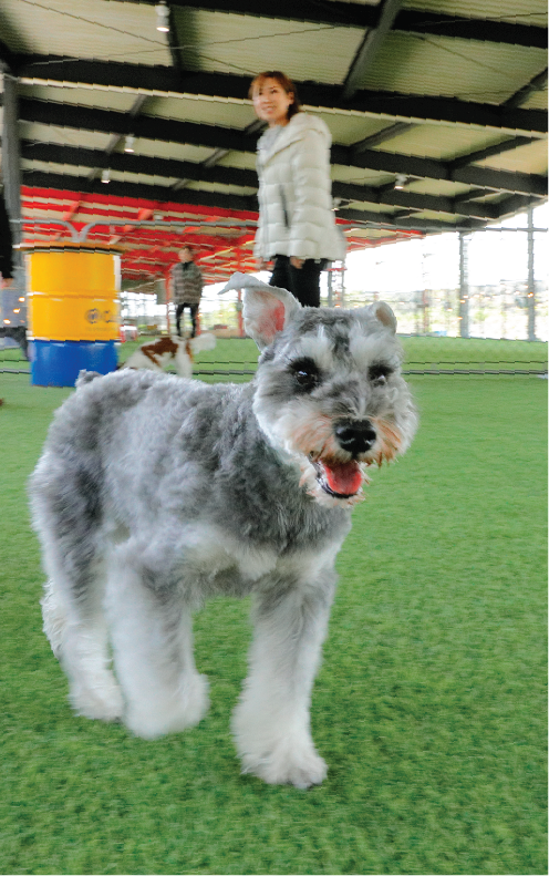 ドッグランの画像